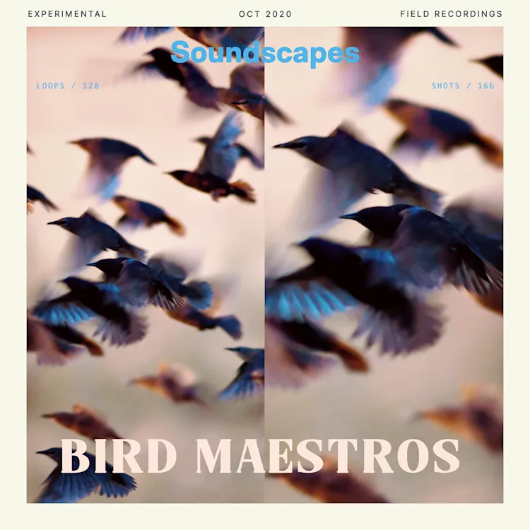Splice Explores - Bird Maestros (Sample Pack)